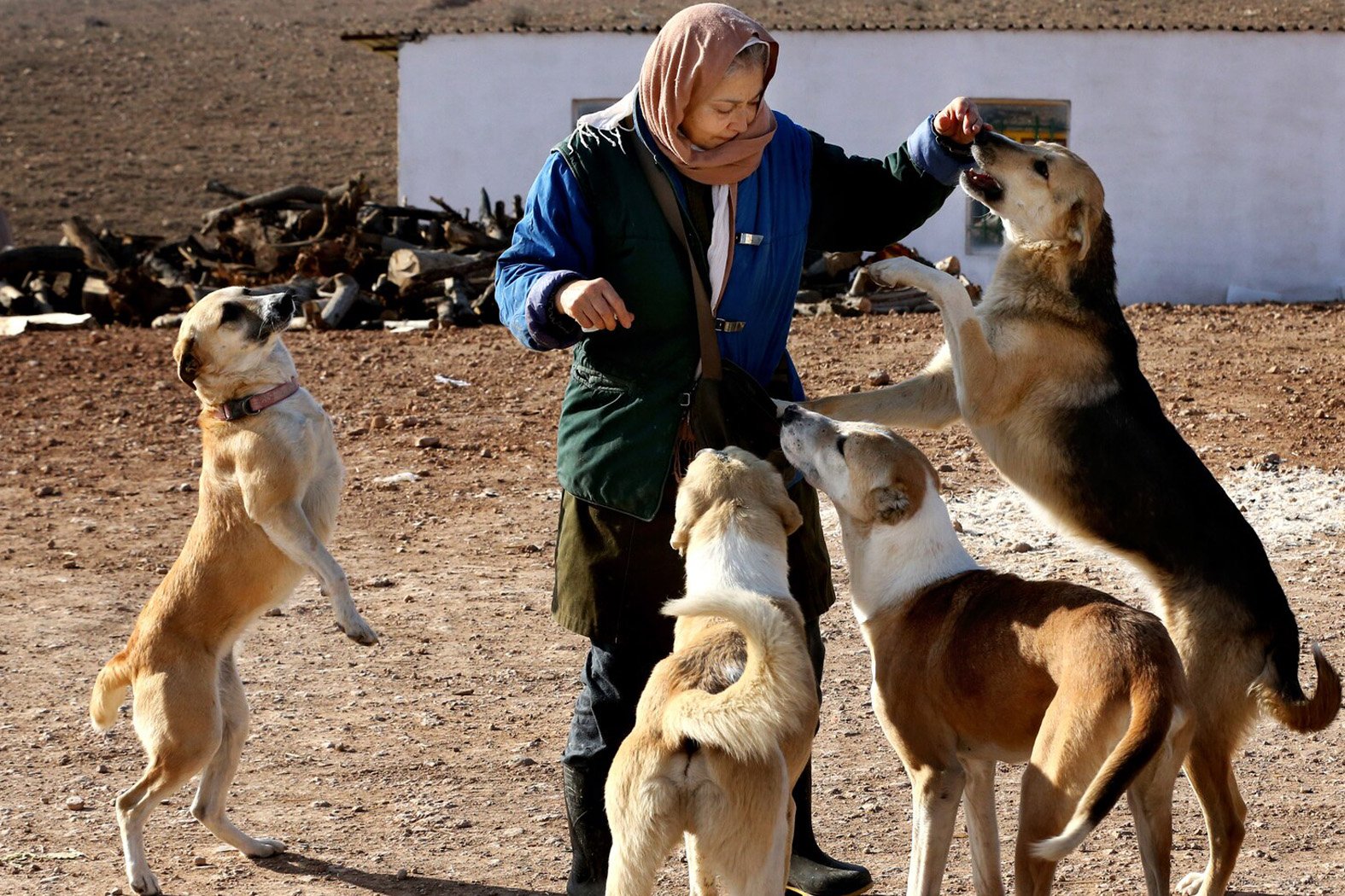 A Farmer and her dogs in the Medeast of the Islamic Republic of Iran.